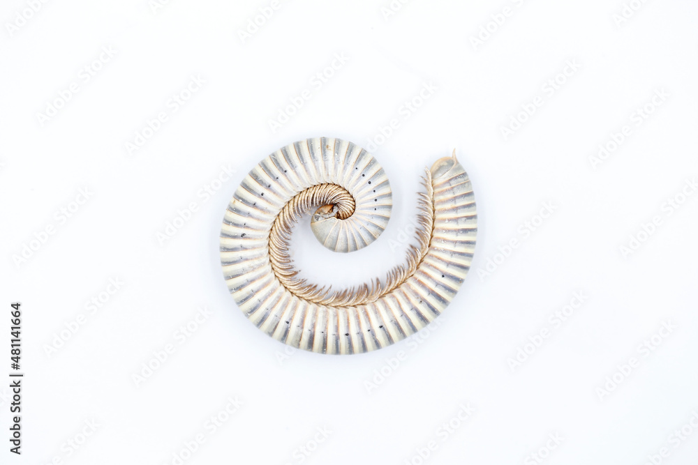 close-up of millipede curled up on white background close-up of millipede curled up on white background