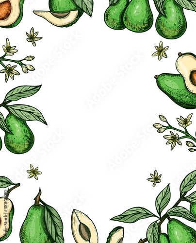 frame of avocado vector sketch. green avocado set sketch. exotic fruit drawing hand vector. eps