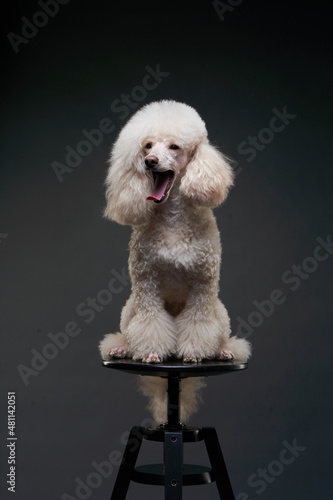portrait of a white small poodle. dog yawns on black background. Beautiful pet