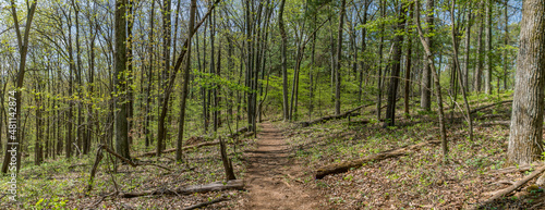 Fotografia, Obraz Trail through tall trees in a lush forest, Shenandoah National Park, Virginia