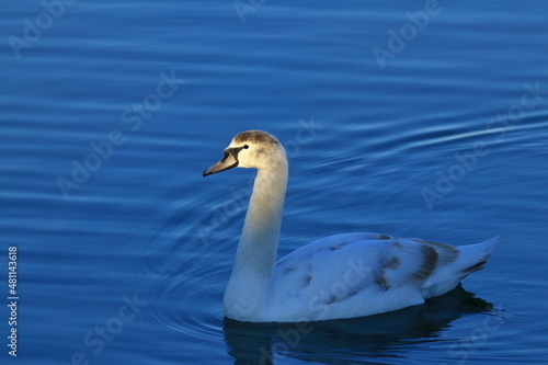 Young mute swan on the lake