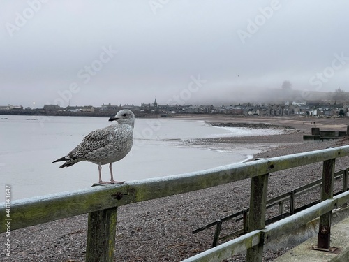 Seagul at Stonehaven, Aberdeenshire 