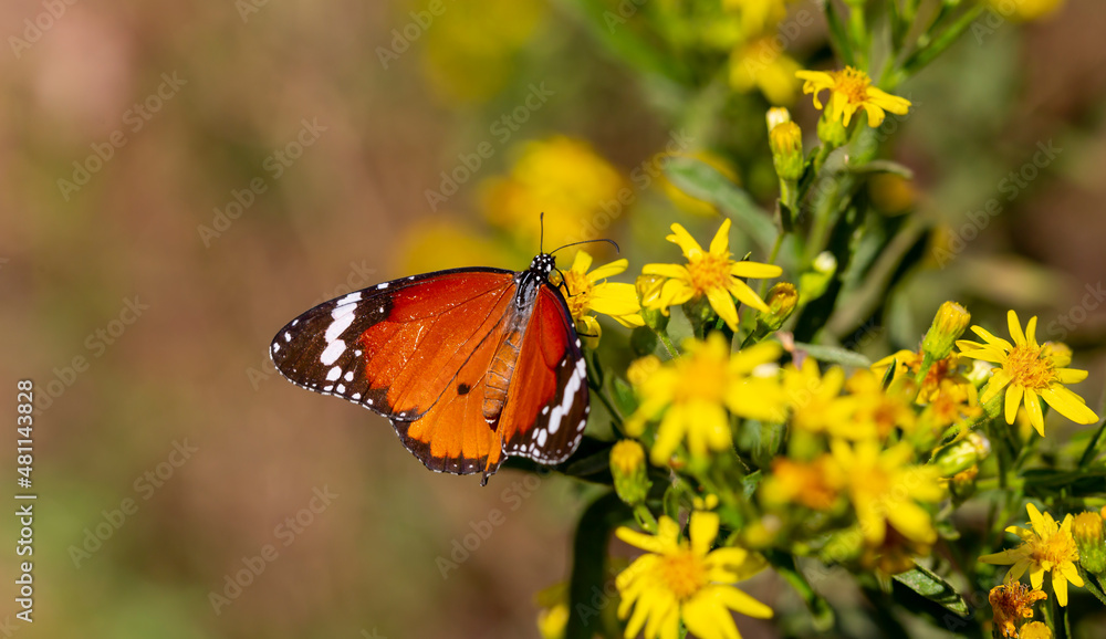 Obraz premium Sultan butterfly on plant ; Danaus chrysippus butterfly