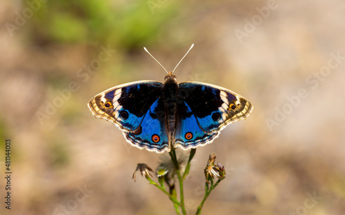 Miss Tigris butterfly Junonia orithya photo