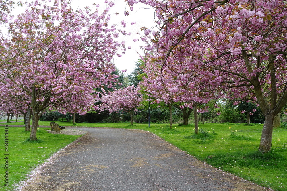 Scenic Landscape View in Spring of a Cherry Tree Blossom Lined Winding Path through a Beautiful Park Garden