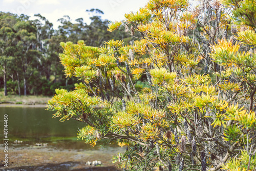 native Australian Banksia treeoutdoor in beautiful tropical location photo