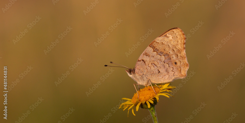 Obraz premium Miss Tigris butterfly Junonia orithya