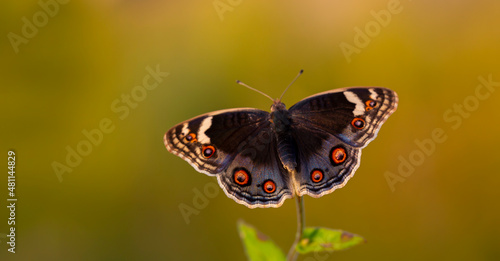 Miss Tigris butterfly Junonia orithya photo