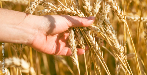 The farmer carefully checks the quality of the crop.