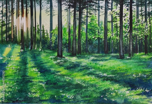 Forest landscape in watercolor