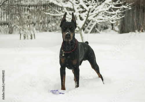 black dog in snow © Мария Быкова
