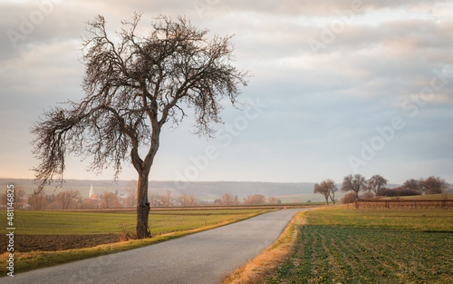 Country road with trees at sunset