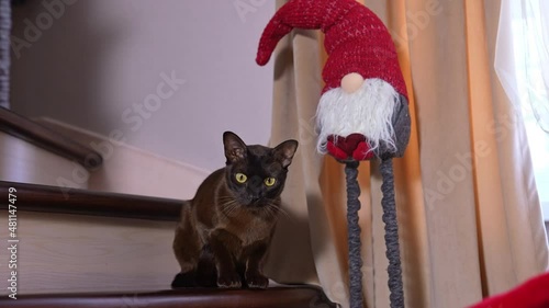 Beautiful black domestic cat having rest at the stairs. Calm yellow-eyed pet sitting under the Christmas decoration of a dwarf.