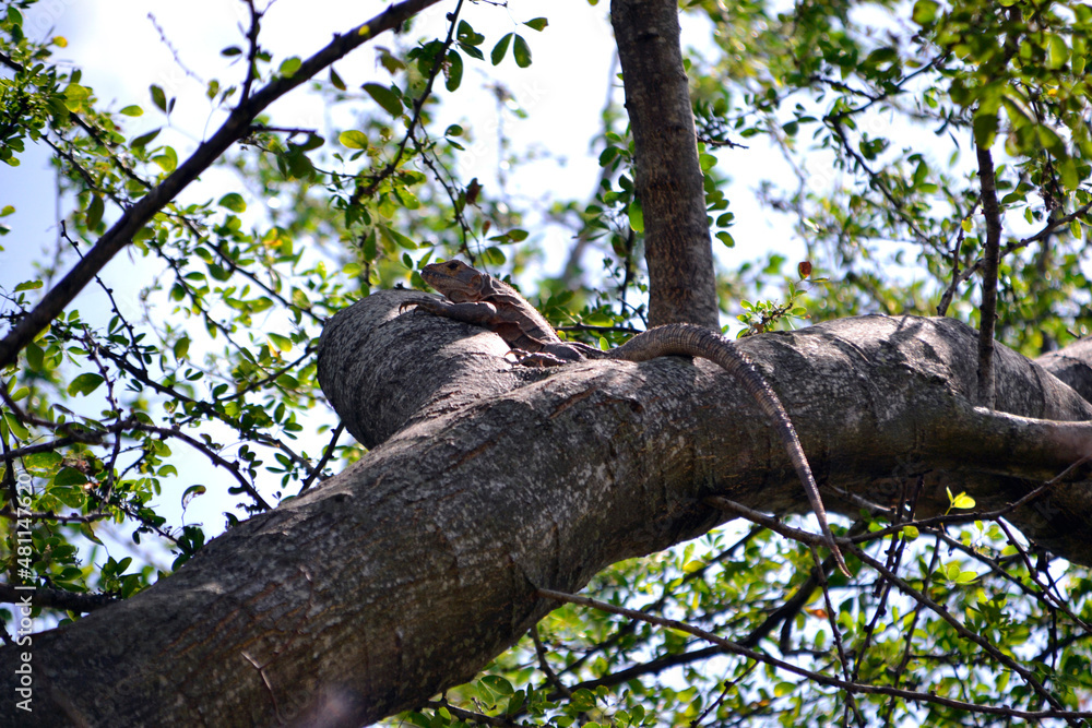 Fototapeta premium Brown Iguana