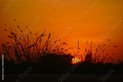 Nature orange silhouette. Peaceful nature twilight meadow silhouette.