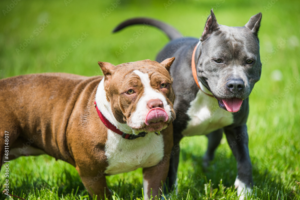 Blue hair American Staffordshire Terrier dog and American Bully dog are playing Blue hair American Staffordshire Terrier dog and American Bully dog are playing