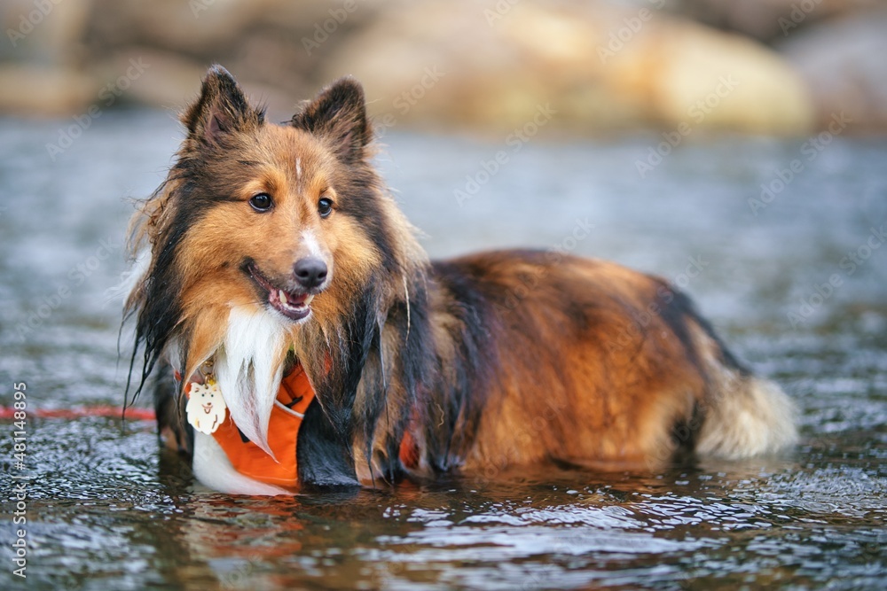 Shetland Sheepdog playing water in the lake Shetland Sheepdog playing water in the lake