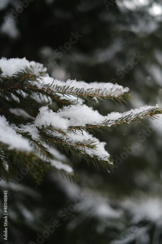 snow covered pine tree