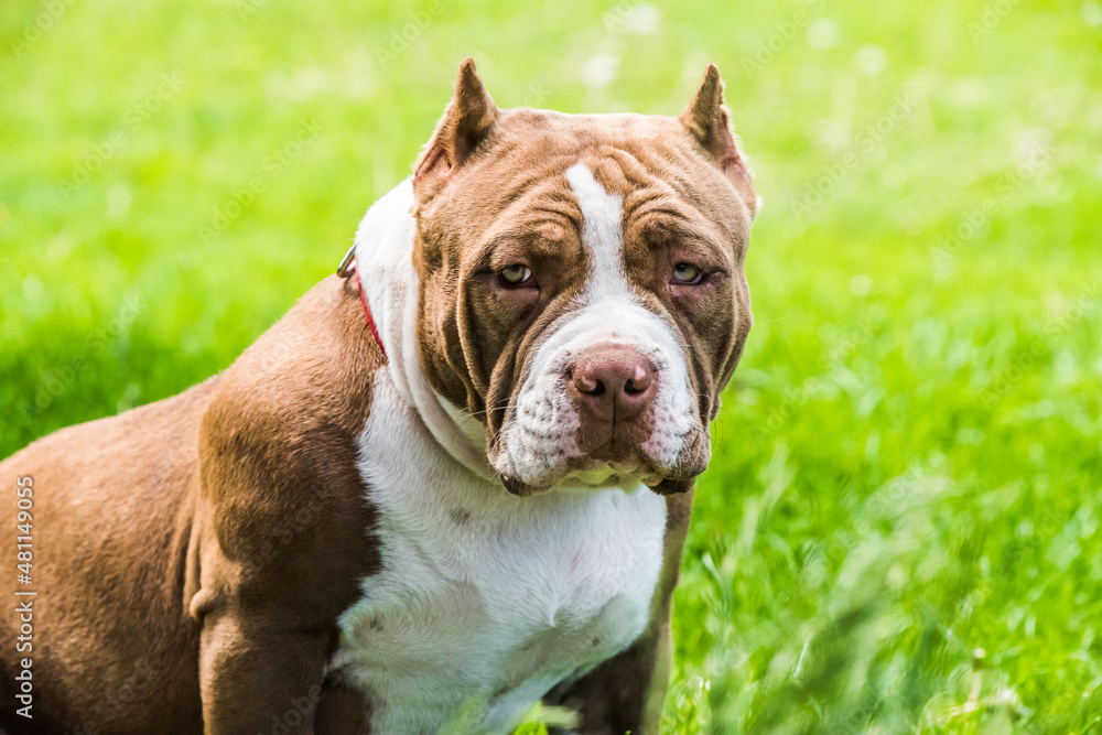Chocolate color American Bully puppy dog is on green grass Stock