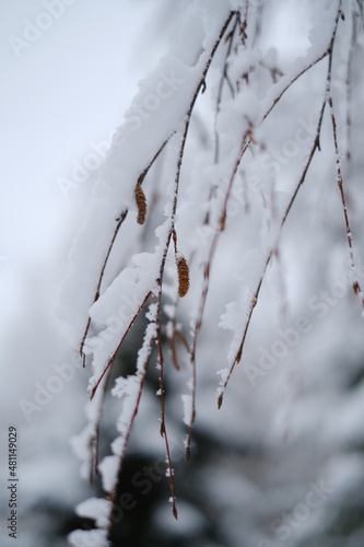 Wallpaper Mural branches covered with snow Torontodigital.ca