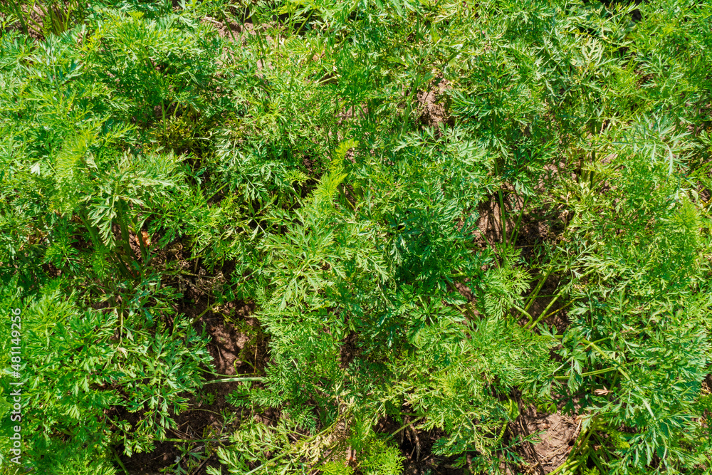 Obraz premium Carrot leaf vegetable