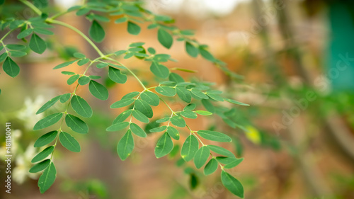Moringa oleifera is a fast-growing, drought-resistant tree of the family Moringaceae, native to the Indian subcontinent. Common names include moringa, drumstick tree and horseradish tree.