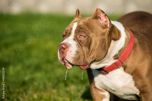 Chocolate color American Bully male dog is on green grass