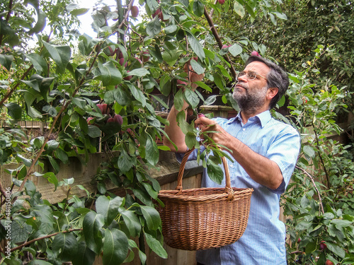Photos A South Asian man wearing glasses and with a beard, holding a basket, plucking plums from a tree in a garden