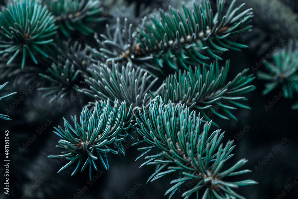 Prickly branches of pine or spruce, fir. Fluffy vibrant blue-green coniferous branch close-up on a dark background. Floral background for design, social networks. Horizontal photo.