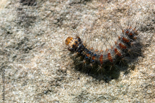 Dzisiaj gąsienica, niedługo motyl.