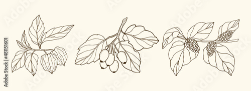 Hand drawn line art physalis, hawthorn, mulberry. Minimalist botanical set. photo