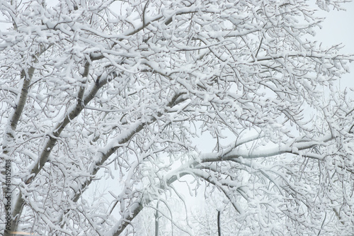 tree branches are covered with snow