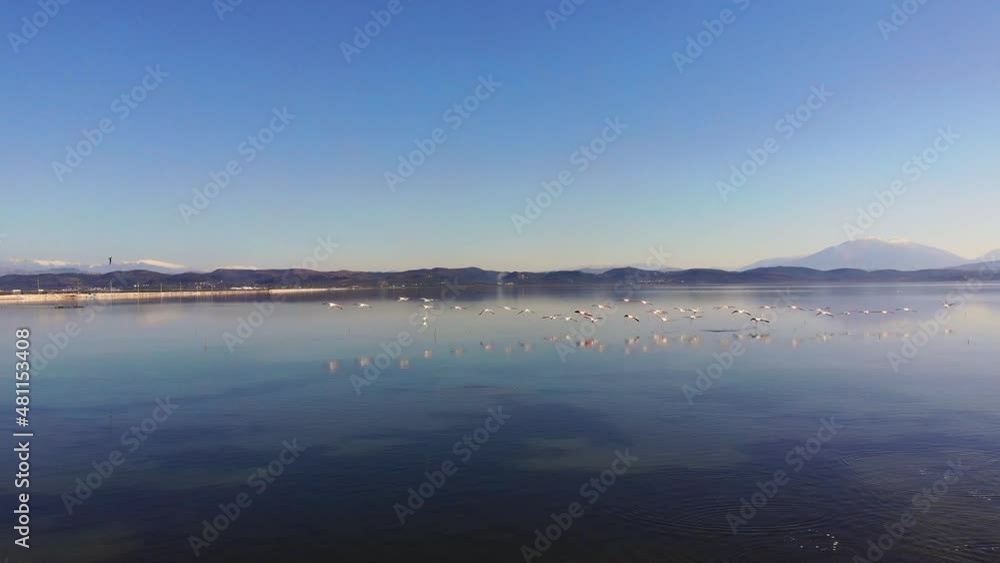 4k drone forward video. Bright morning view of narta lagoon and flamingo. Beautiful spring seascape of Narta Lagoon, Albania, Europe. 4k drone forward video. Bright morning view of narta lagoon and flamingo. Beautiful spring seascape of Narta Lagoon, Albania, Europe.