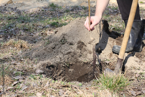 seedling of an apple tree with an open root system in the gardener's hand before planting in a hole dug with a shovel. spring work in the garden