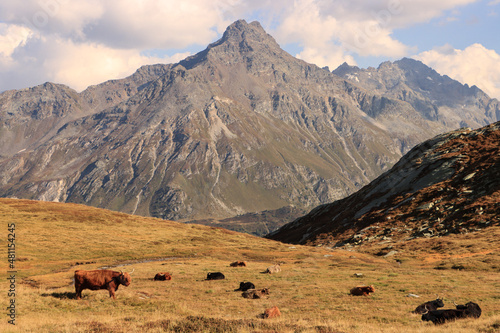 Romantische Engadiner Alpenlandschaft; Highlandrinder  oberhalb von Maloja und Piz de la Margna gegenüber photo