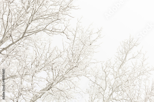 Wallpaper Mural Low angle shot of upper part of tree branches coated with snow with blue sky in background. Horizontal copy space. Winter full of white color all around.  Torontodigital.ca