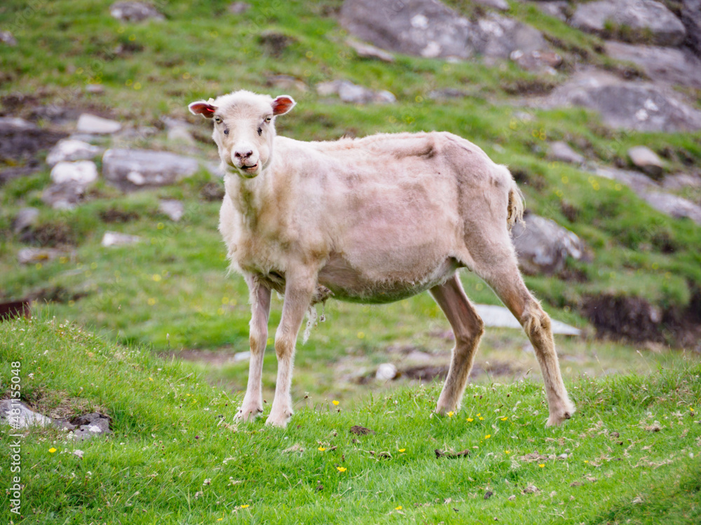 Obraz premium Faroe Island