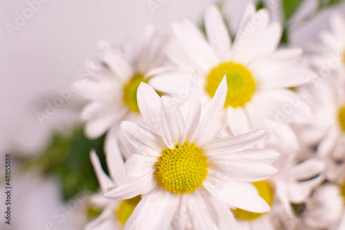 White daisies on a white background. Bouquet of daisies on a white background.