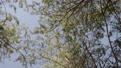 the branches of the pine forest trees rotate and spin in slow motion against the blue sky. look up and spin.