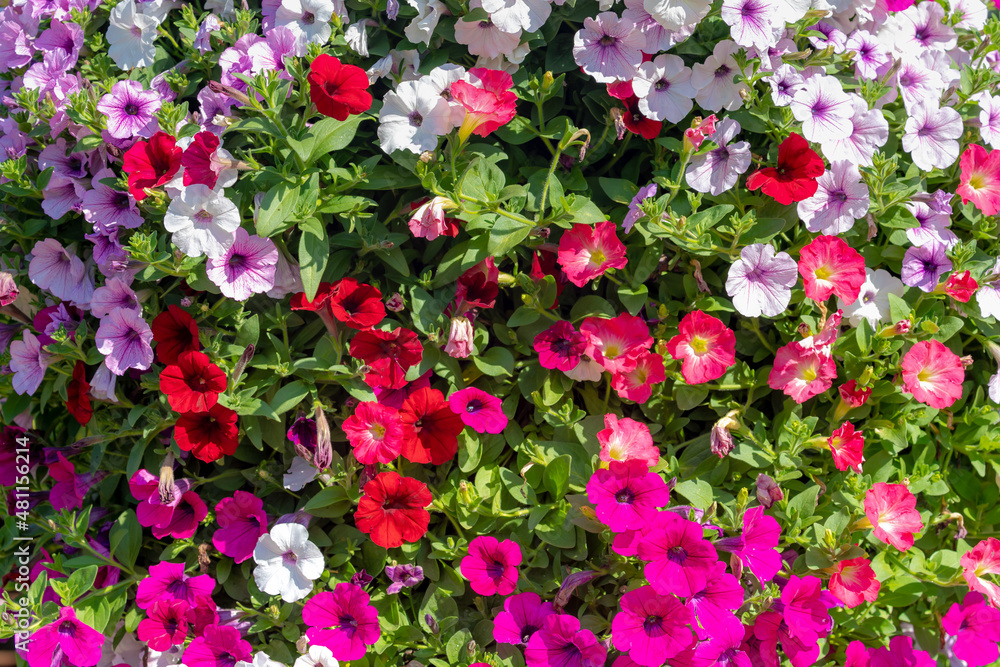 Selective focus of multicolour flower in the garden with green leaves, Beautiful mixed color ornamental Petunia flowering plants, Nature floral pattern background.