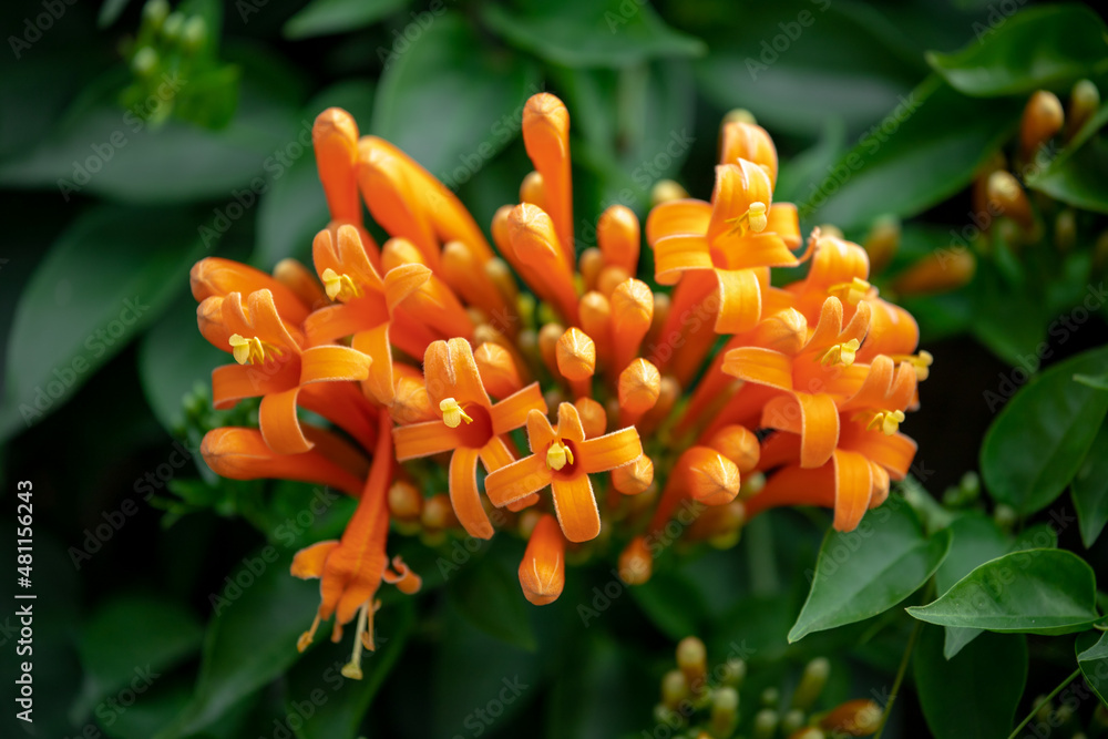 Fototapeta premium Selective focus of Pyrostegia venusta flowers with green leaves in the garden, Flamevine or orange trumpetvine is a plant species of the genus Pyrostegia of the family Bignoniaceae, Nature background.