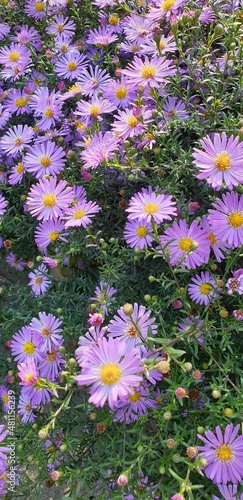 Beautiful blue flowers Sapphire Mist.Aster photo