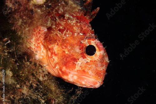 red fish posing on a rock against the black background of the night
