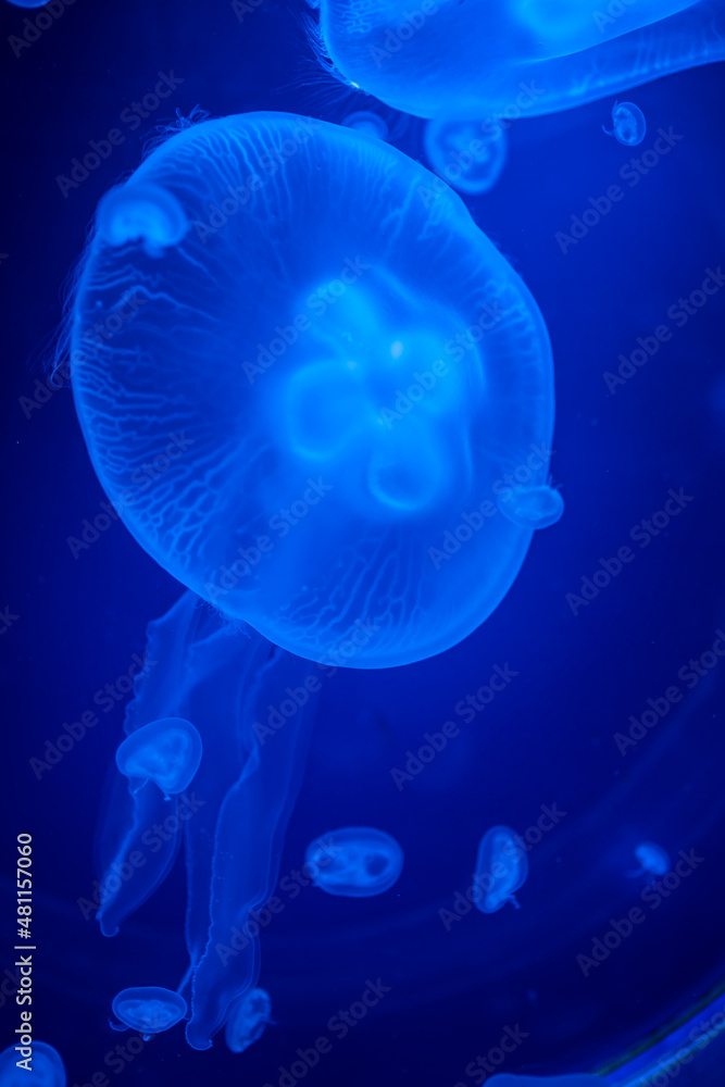 Beautiful jellyfish in the neon light in aquarium, nature background Beautiful jellyfish in the neon light in aquarium, nature background