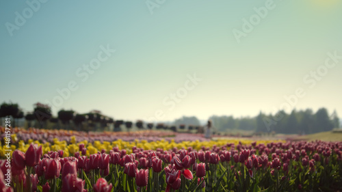 Above view garden with spring flowers. Blured girl moving on flower background. 
