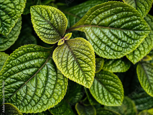 Obraz na plátně green textured leaves of pilea mollis or moon valley plant, natural background c