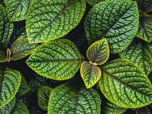 Photo green textured leaves of pilea mollis or moon valley plant, natural background c