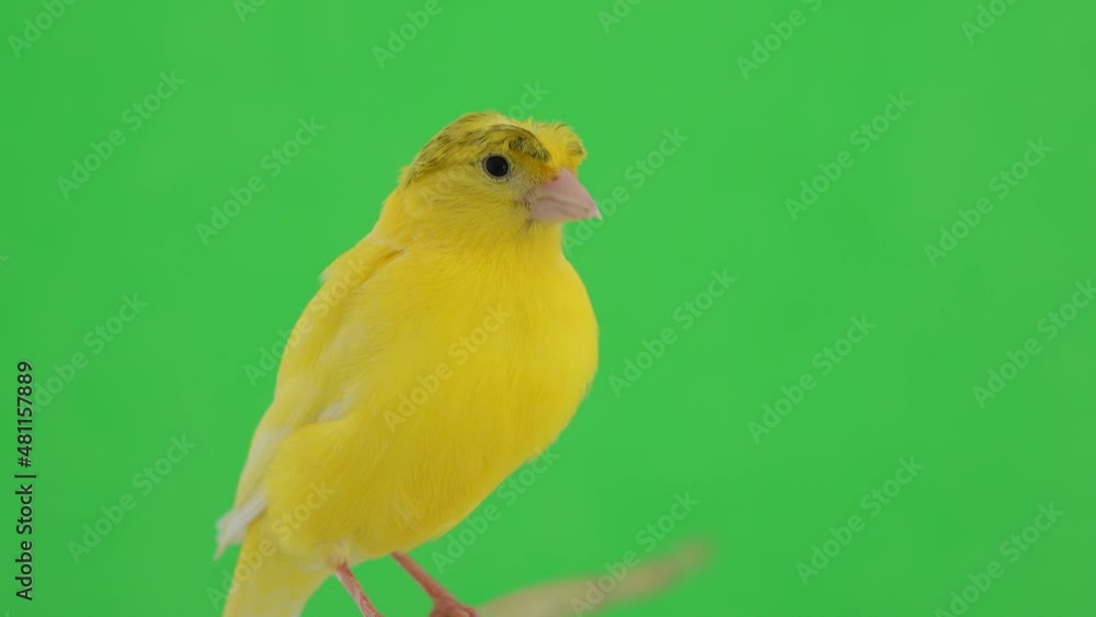 canary bird moves along a branch, on a green screen canary bird moves along a branch, on a green screen