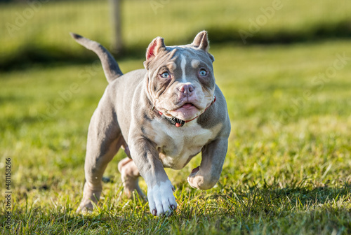 A pocket Lilac color male American Bully puppy dog is moving.