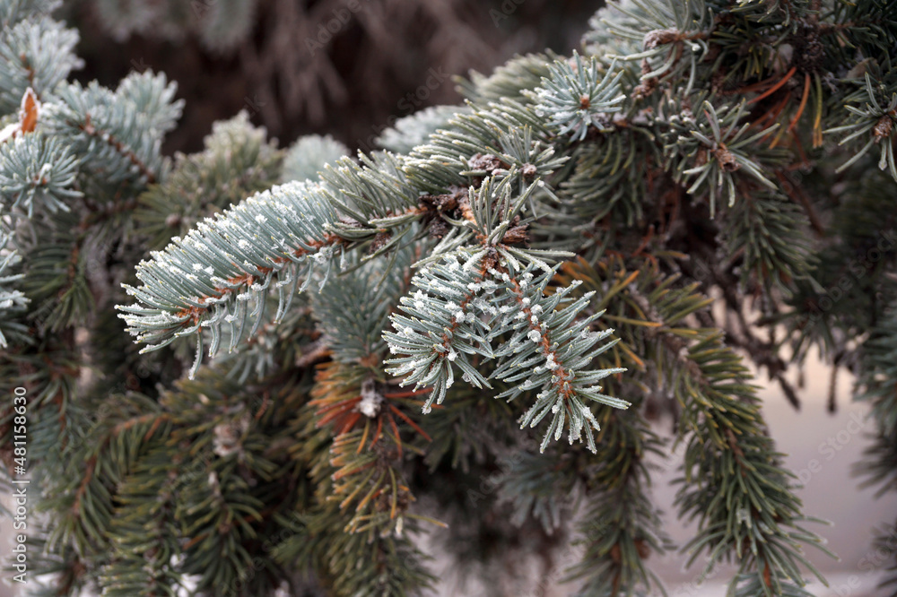 Frosted spruce branch in the city park Frosted spruce branch in the city park